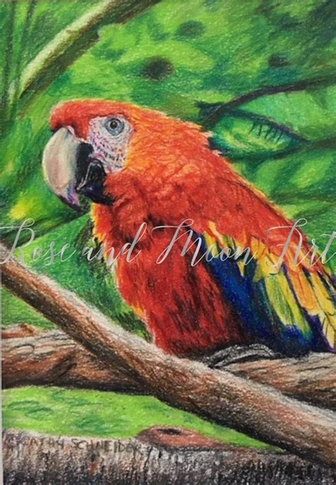 Scarlet Macaw Drawing at PaintingValley.com | Explore collection of Scarlet Macaw Drawing