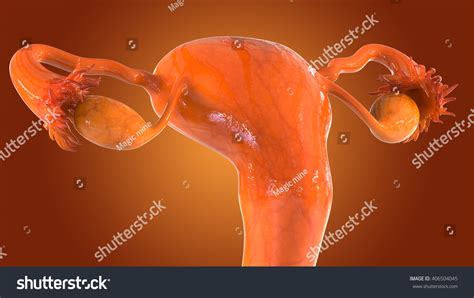 Female Reproductive System 3d Stock Illustration 406504045 Shutterstock