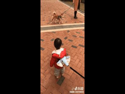 Cùng được dắt đi dạo, dân mạng cười bò với phản ứng của em bé và chú ...