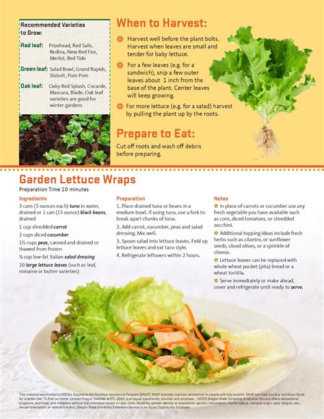 small garden salad calories - Sarita Marr