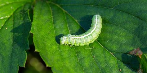 Lagarta Verde Conhe A Os Cuidados Para Proteger As Planta Es