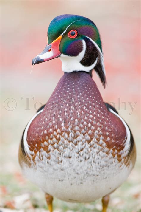 Wood Duck Male Tom Murphy Photography