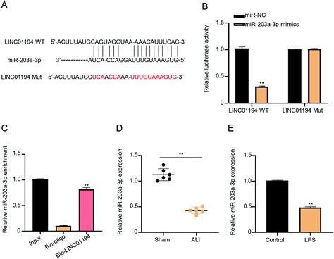 Long Non Coding RNA LINC01194 Promotes The Inflammatory Response And