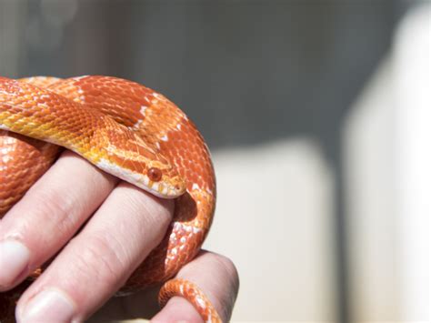 Fire Corn Snake