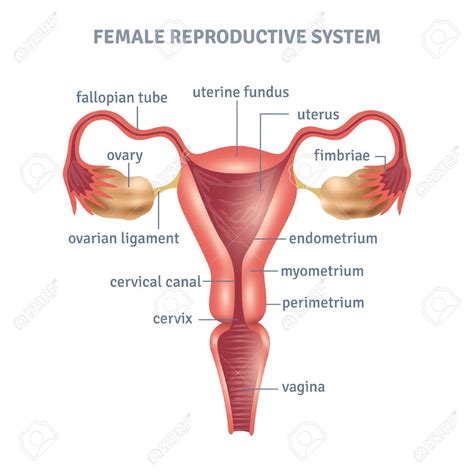 Female Reproductive System Diagram Quizlet