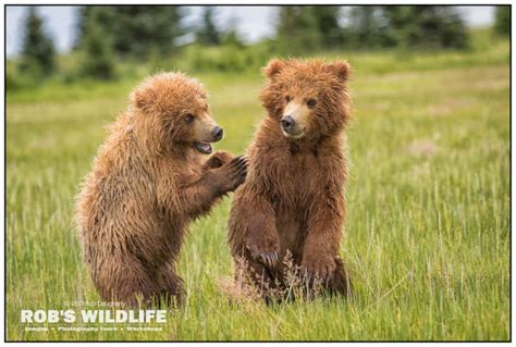 Playful Grizzly Bear Cubs Print Bear Photography Baby - Etsy