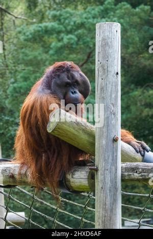 England, Dorset, Monkey World Attraction, Woolly Monkey Stock Photo - Alamy