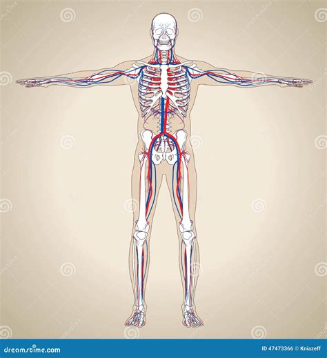 Human Male Circulatory System Stock Vector Illustration Of Medical