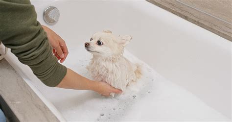 16 Best Dog Shampoos for Yeast Infection: We Asked A Vet