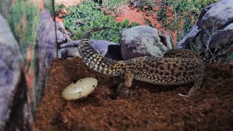 Signs A Gecko Will Lay An Egg Youtube