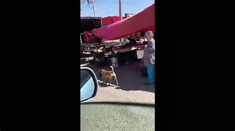 Viral Perrito Belic N Es La Sensaci N En Tianguis De Tijuana Carga