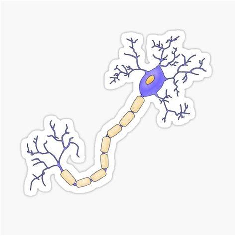 Nervous System Stickers for Sale Sinh học Nhật ký nghệ thuật Nghệ thuật