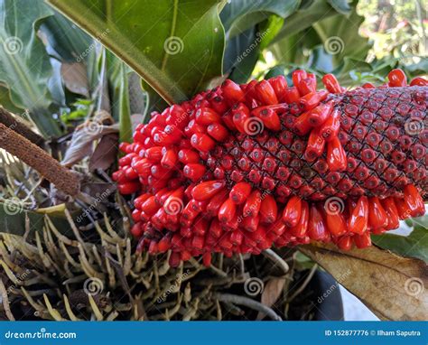 Plowmanii Del Anthurium O Semillas Rojas Del Anthurium Foto De Archivo