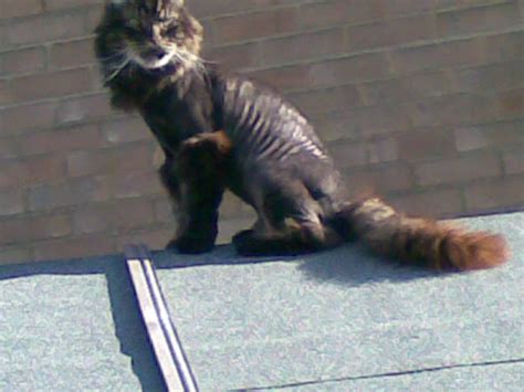 Funny Shaved Pussy Cat Or Lion Cat Famous Celebrities