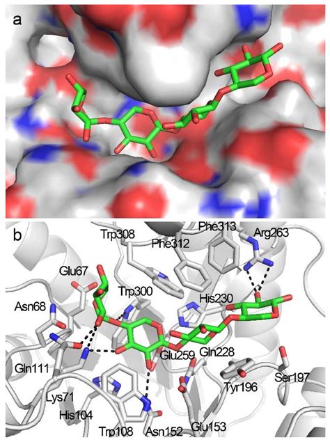 Docking Structure Of TmxB In Complex With X4 A The Overall Binding