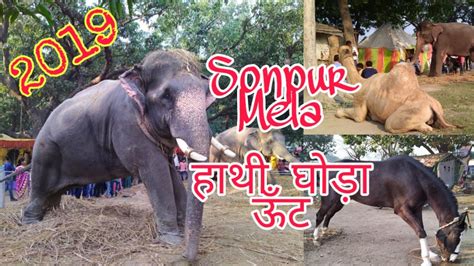 Sonpur Mela 2019 सोनपुर मेला बिहार Ll एशिया का सबसे बड़ा पशु मेला घोड़े