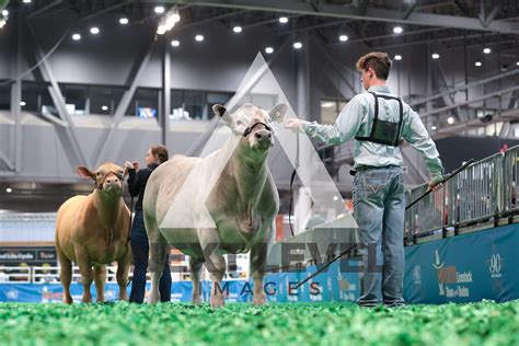 Scramble Steer Show Next Level Images