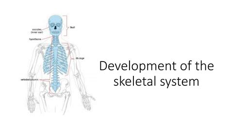 Solution Anat Skeletal System Development Studypool