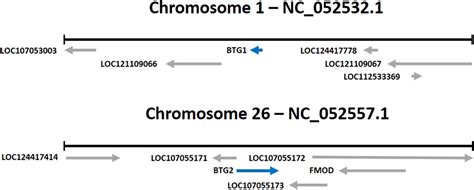 Frontiers The Role Of Btg And Btg Genes And Their Effects On