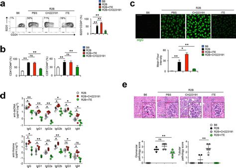 Ahr Limits Autoimmunity In Lupus Prone Mice A B W Old R B Mice Were