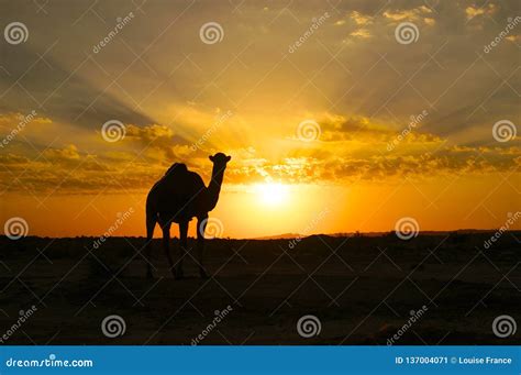 A Camel Silhouette at Sunset Stock Image - Image of clouds, rays: 137004071