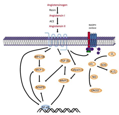 Angiotensin Ii Signaling Pathway Underlying Vascular Aging Download Scientific Diagram