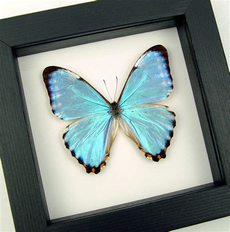 Real Framed Taxidermy Blue Brown Morpho Cisseis Butterfly In Shadow Box