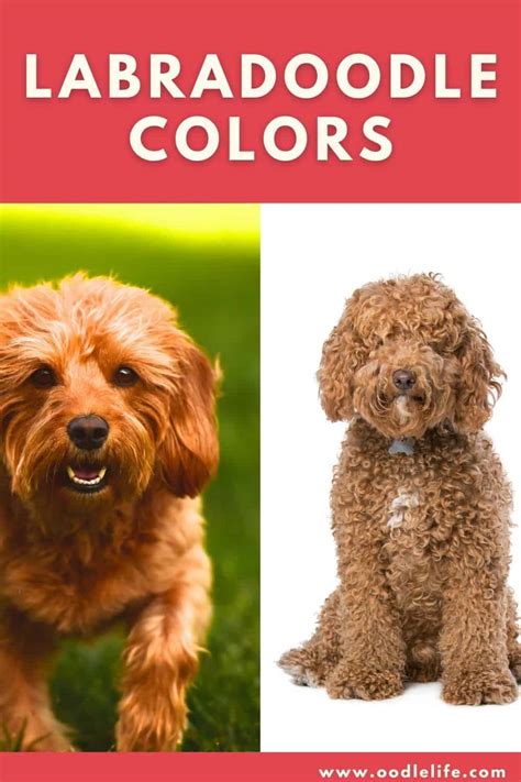 Labradoodle Colors Coat Shades [with Photos] - Oodle Life