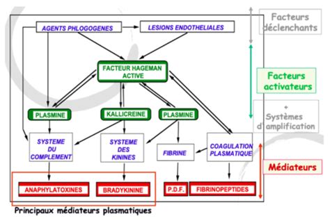 Schéma général de la réaction inflammatoire Médiateurs de l