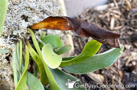 Staghorn Fern Care Guide How To Grow Platycerium Bifurcatum