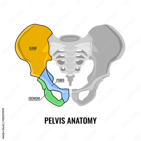 Pelvis Anatomy Scheme Stock Vector | Adobe Stock