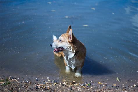 What Are The Different Types Of Corgis Corgi Planet