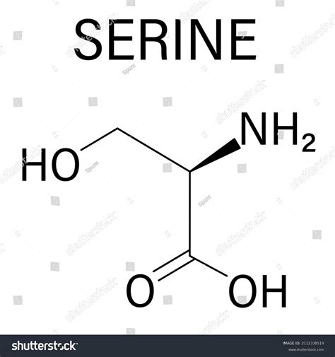 Serine Lserine Ser S Amino Acid Stock Vector Royalty Free