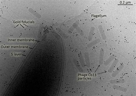 Cryo Electron Micrograph Of Plunge Frozen C Crescentus Mota Strain