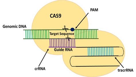 Main Components Of Crispr Cas9 System Download Scientific Diagram