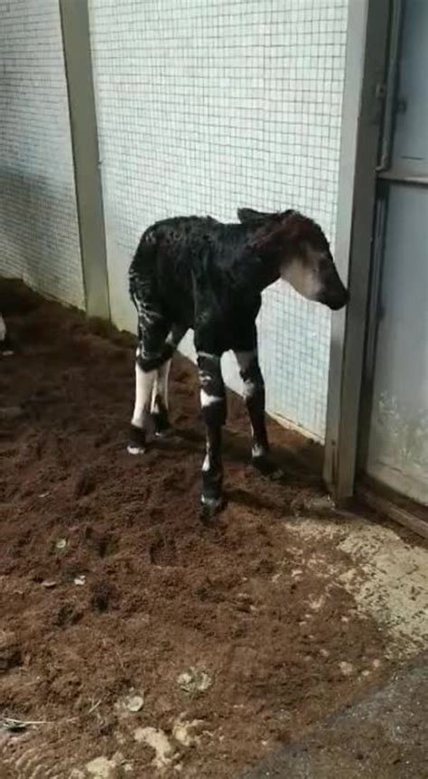 Watch As A Super Rare Newborn Okapi Takes Its First Steps At London Zoo