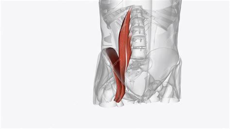 Premium Photo The Iliopsoas Muscle Refers To The Joined Psoas Major