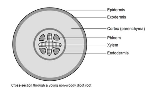 Structure And Function Of The Vascular System In Roots Stems And