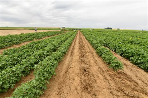 Wsu Creates New Endowed Chair In Soil Health To Support Potato