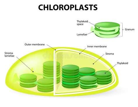 Estructura Del Cloroplasto Con Títulos Ilustración Del Vector