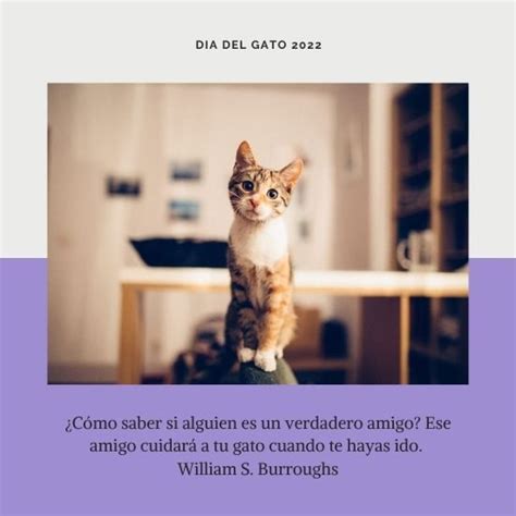 Feliz Día Del Gato 2022 Imágenes Con Frases Cortas Y Bonitas Para Compartir Unión Guanajuato