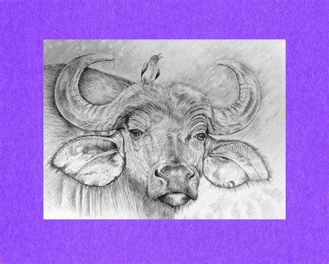 Buffalo Face Drawing at GetDrawings | Free download