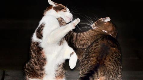 Downing Street cat fight captured on camera | ITV News