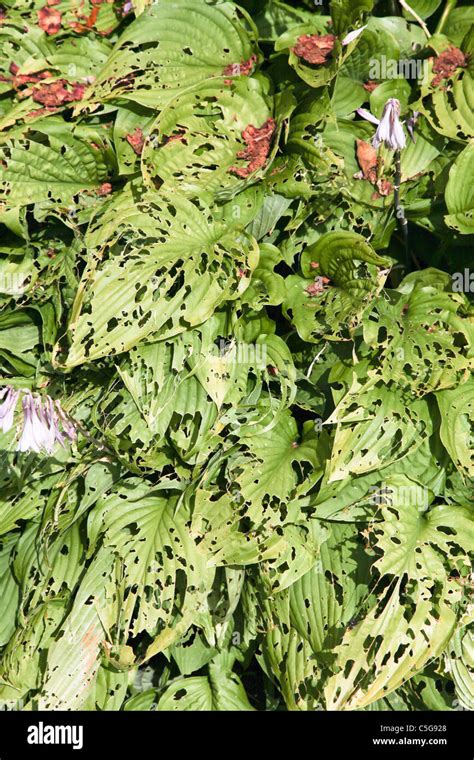 Slug And Snail Damage To Hostas Stock Photo Alamy