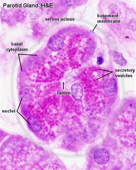 File:Parotid gland histology 04.jpg - Embryology