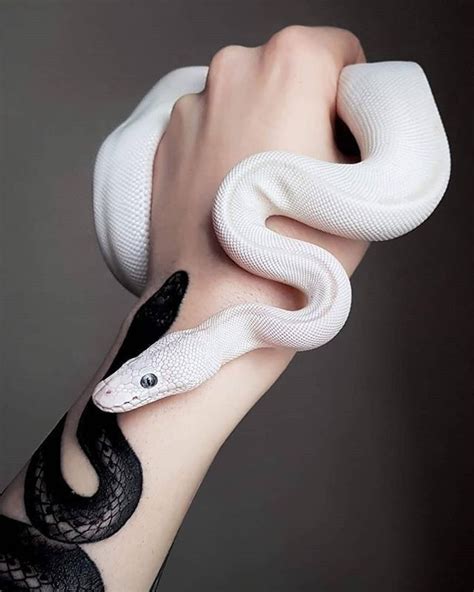 Pin Marssbby Pet Snake Cute Snake Cute Reptiles