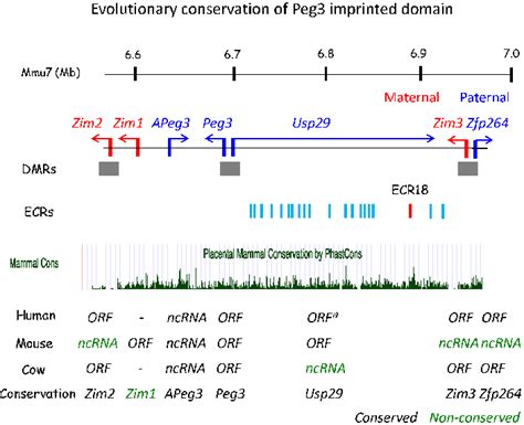 Evolutionary Conservation Of The Peg3 Imprinted Domain The 500 Kb