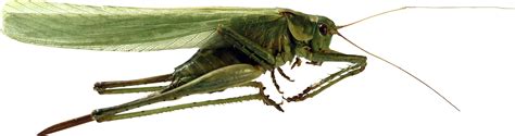 Grasshopper Png Transparent Image Download Size 3461x920px