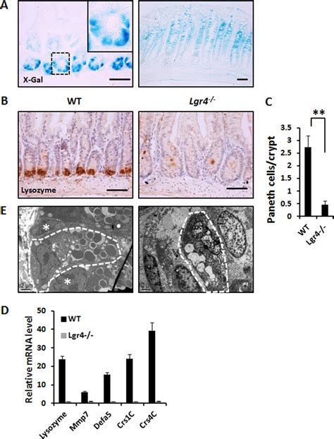 Lgr Is Required For Differentiation Of Paneth Cells A Whole Mount