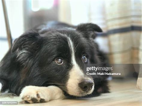 Smart Border Collie Photos And Premium High Res Pictures Getty Images